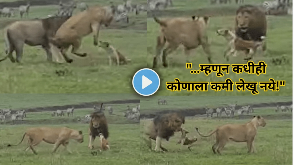 dog directly Fights with lion and tiger