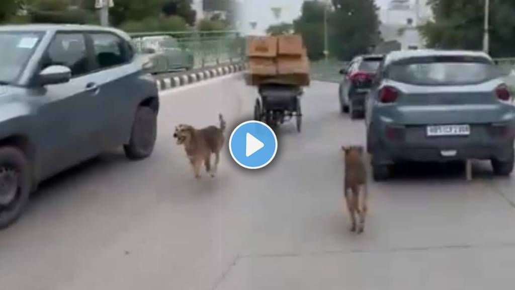 Pet Dog Chase Owner Car Over 2 kilometers