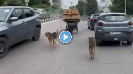 Pet Dog Chase Owner Car Over 2 kilometers