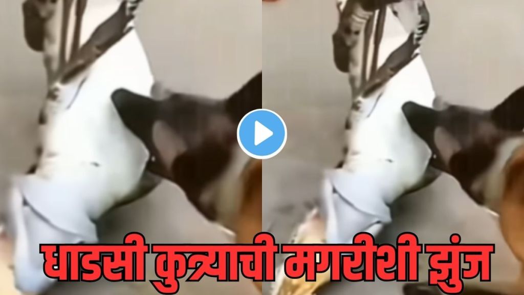 dog crocodile fight video
