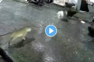 dogs chasing leopard mistaking it for a cat
