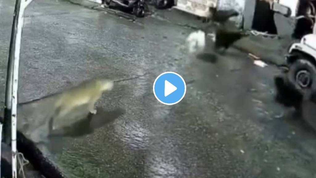 dogs chasing leopard mistaking it for a cat