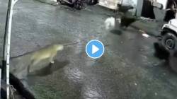 मांजर समजून केला बिबट्याचा पाठलाग! पुढे श्वानांची झाली अशी अवस्था की… VIDEO पाहून भरेल धडकी