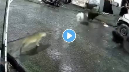 dogs chasing leopard mistaking it for a cat