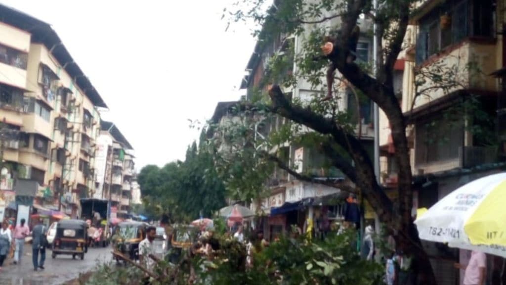 dombivli dangerous tree branches on ghanshyam gupte road kdmc action coconut tree removal