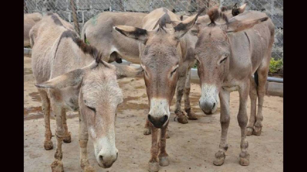 23 donkeys stolen in Sangli FIR registered