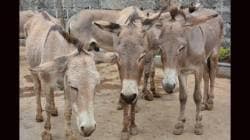 सांगलीत चक्क २३ गाढवांची चोरी
