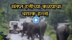 चवताळलेला हत्ती धावत आला अन्… पुढे जे घडलं ते पाहून बघून अंगावर काटा येईल! संतप्त हत्तींच्या कळपाचा थरारक Video Viral!