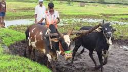 पिक विमा महागला; भातासाठी ४५७ रुपये, तर नाचणीसाठी १०० रुपये प्रती हेक्टरी हप्ता भरावा लागणार,एक रुपयात विमा बंद