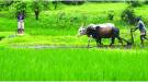 सांगली जिल्ह्यात दमदार पाऊस; रब्बी पेरण्यासाठी उपयुक्त…