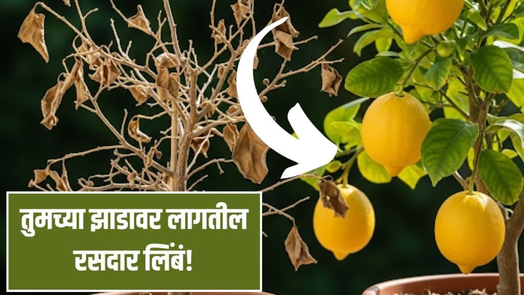 How to make lemon plant grow fruit
