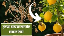तुमच्याही लिंबाच्या झाडाला लिंबूच येत नाहीत? ‘ही’ एक गोष्ट कुंडीत टाका आणि बघा कमाल, २ महिन्यांत उगवतील रसदार पिवळेधम्मक लिंबू