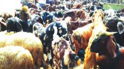 तरससदृश प्राण्याच्या हल्ल्यात पलूस तालुक्यात बारा शेळ्या ठार