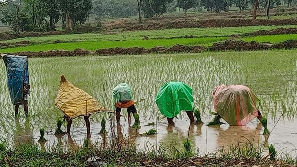 gondia sees 40000 hectare rise in paddy cultivation this kharif season despite irrigation boost