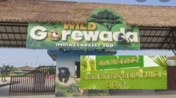 नागपूरच्या गोरेवाडा प्राणी संग्रहालयात लवकरच अनुभवता येणार ‘आफ्रिकन सफारी’