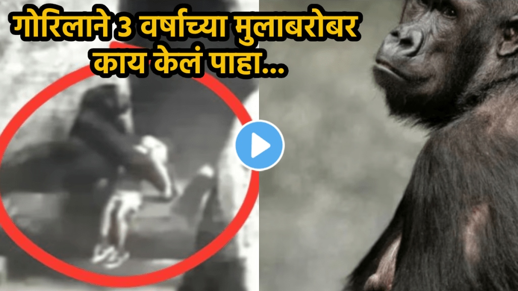 Shocking video Gorilla saved 3 year old boy who fall into zoo viral video on social media