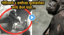 VIDEO: प्राणीसंग्रहालयात पडलं ३ वर्षांच बाळ! बेशुद्ध होताच गोरिलाने त्याला उचललं अन्…, पुढे जे झालं ते पाहून डोळ्यांवर विश्वास बसणार नाही