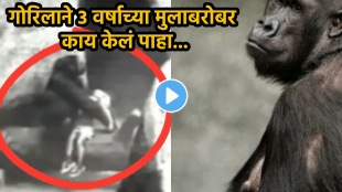 Shocking video Gorilla saved 3 year old boy who fall into zoo viral video on social media