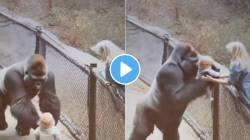 गोरिलानं दाखवलं माणसालाही लाजवेल असं प्रेम! चिमुकल्यासह केलं असं काही की…; पाहा सुंदर VIDEO