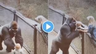 gorilas showed love viral video