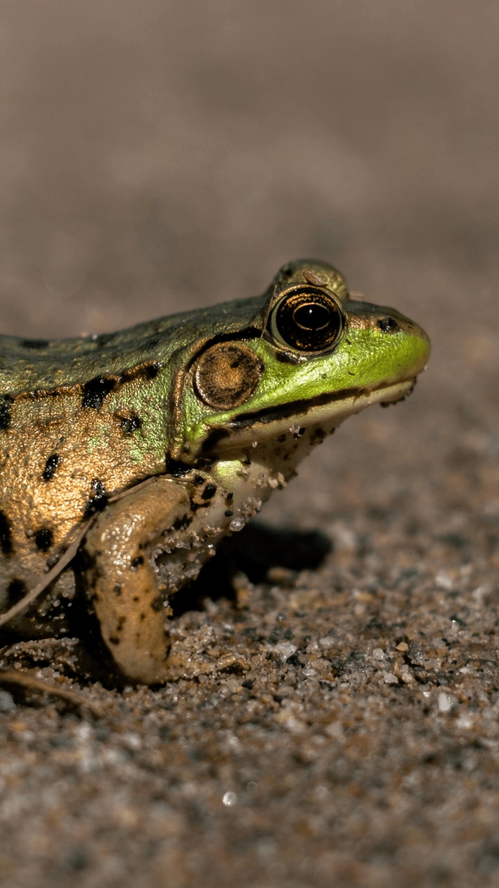 These 8 Animals eat Their Mates After Having sex