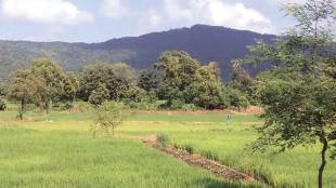 NMMC decision to develop green belt