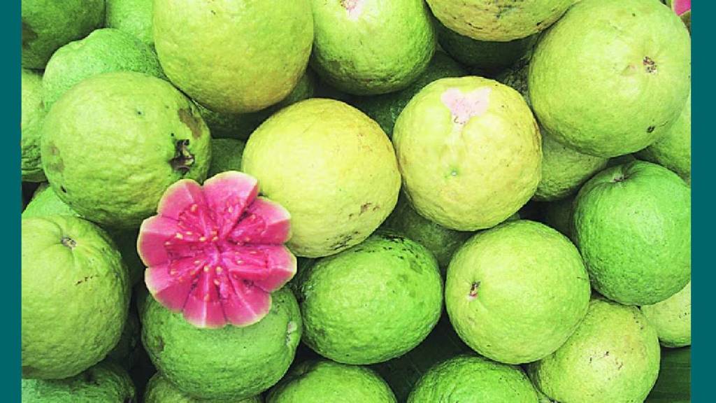 demand in high-quality guava varieties