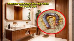 पावसाळ्यात बाथरुमध्ये गोम, गांडूळ फिरकणारही नाही, करुन पाहा फक्त ‘हे’ ३ सोपे उपाय