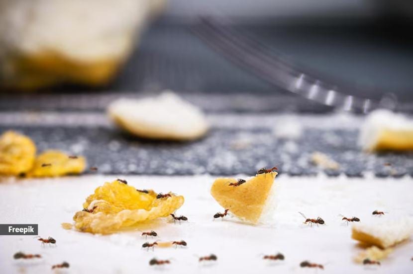Neglected spills and crumbs