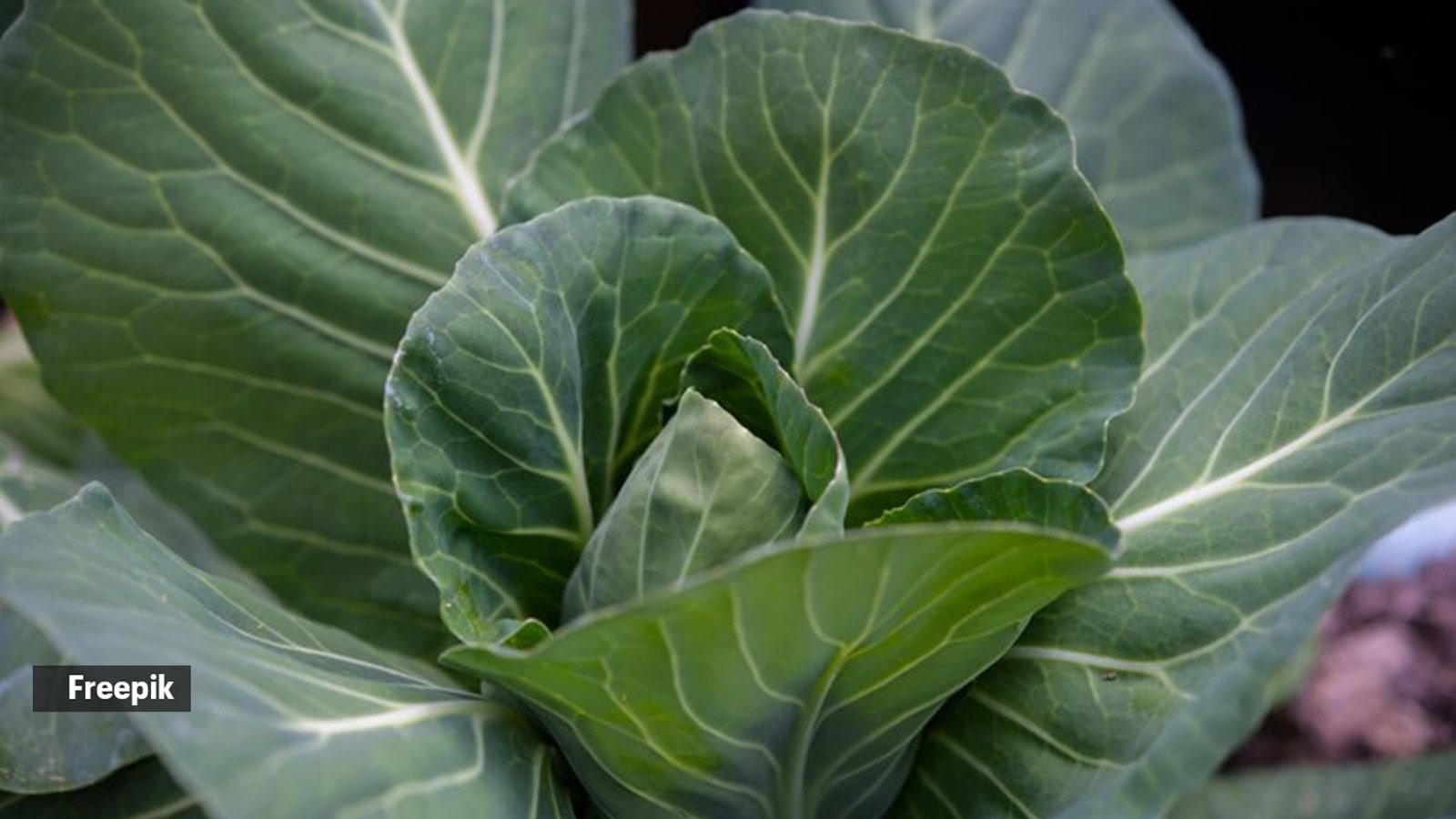 Avoid these vegetables during monsoon