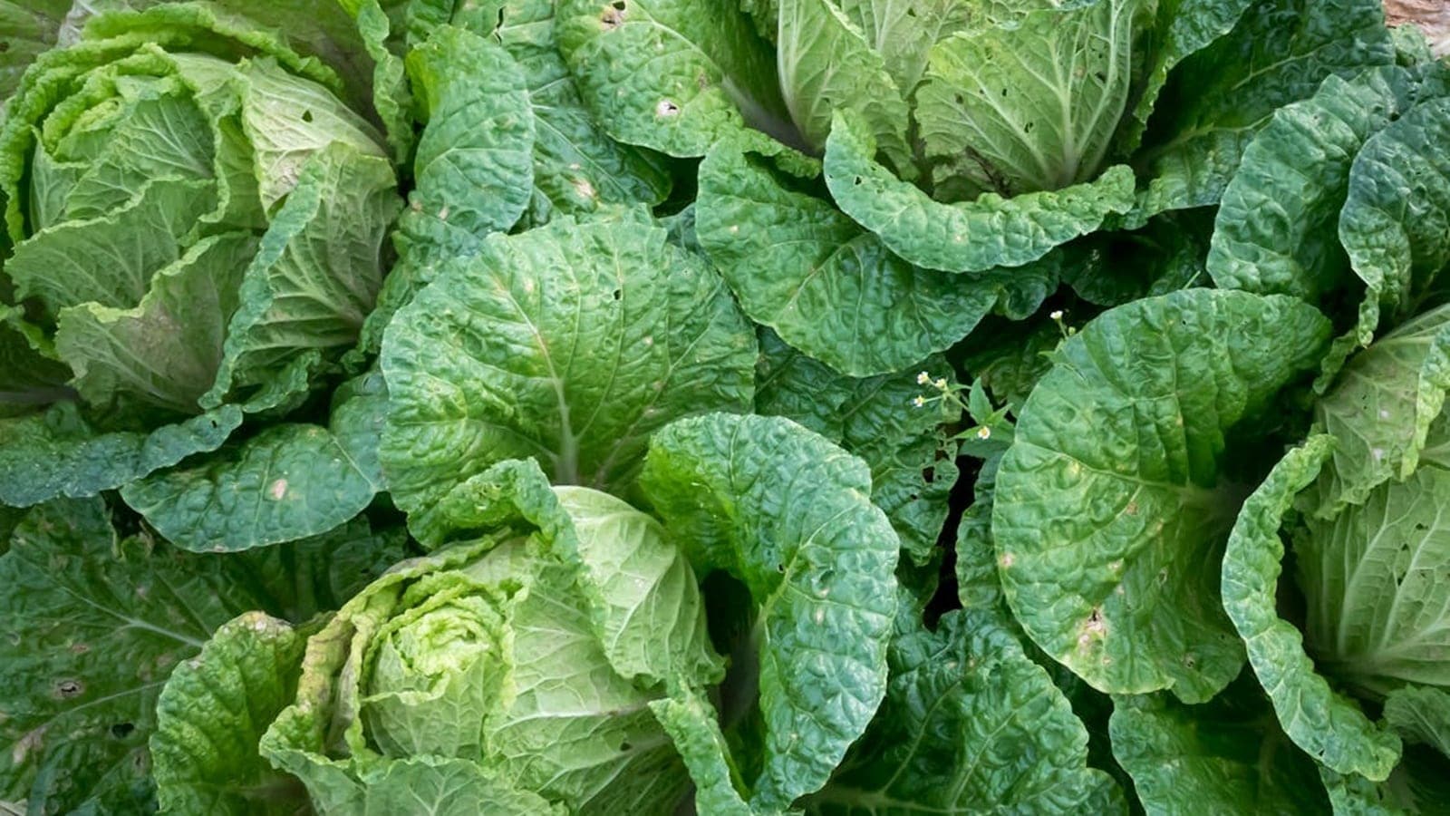 Avoid these vegetables during monsoon