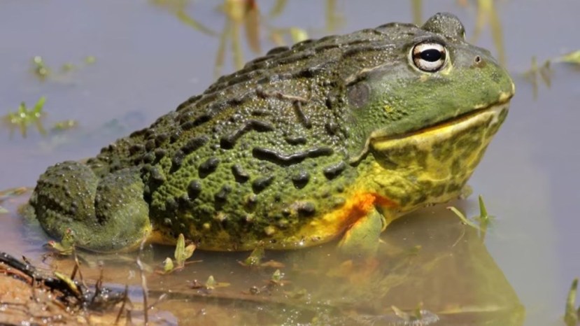 African Bullfrogs