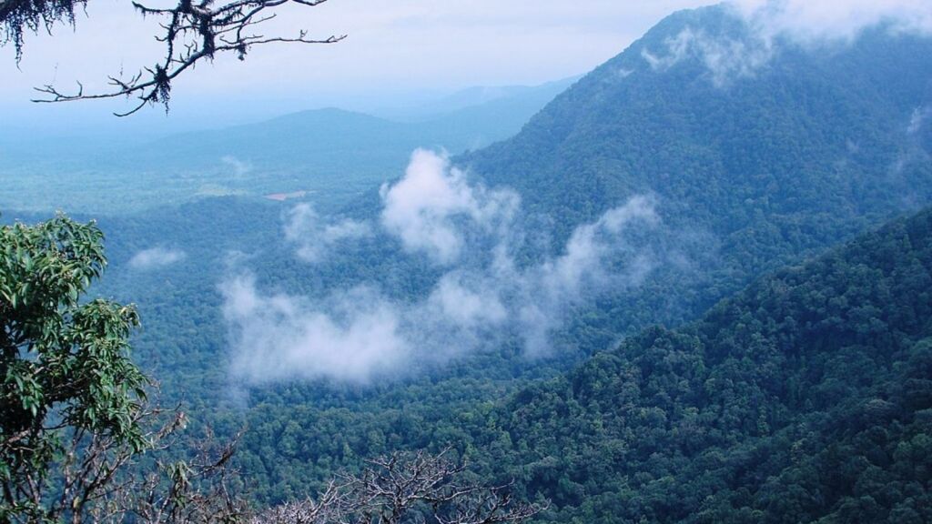 Snake Capital of India, Agumbe