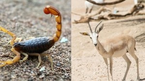 पाण्याशिवाय महिनोनमहिने जगू शकतात ‘हे’ ७ प्राणी; कसे ते जाणून घ्या…