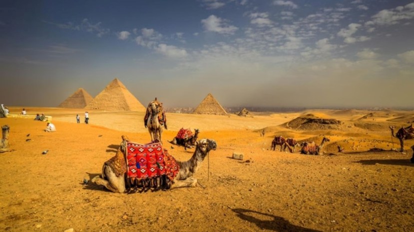 Camels