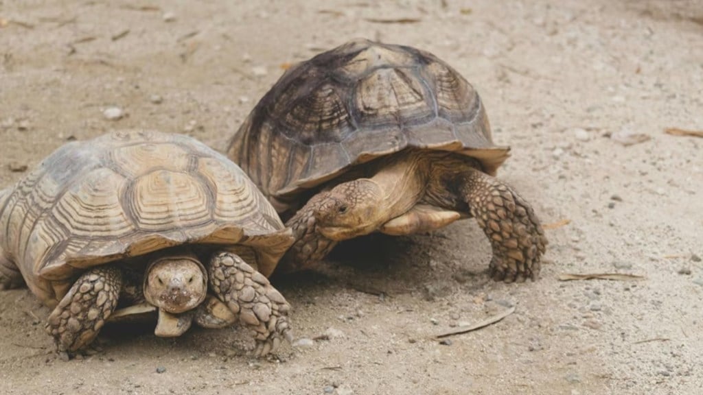 Desert Tortoises