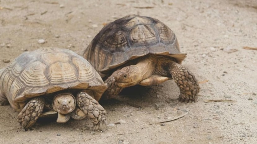 Desert Tortoises