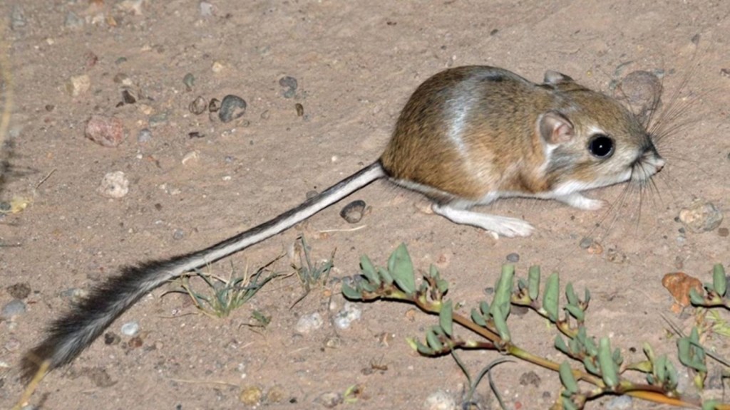 Kangaroo Rats 