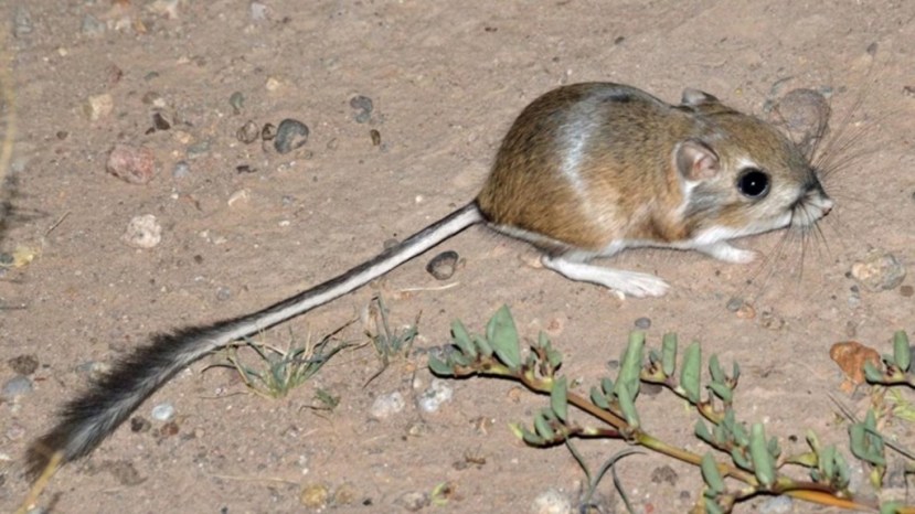 Kangaroo Rats 