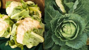 Monsoon Vegetable Safety Precautions | | Vegetables should be eaten less during monsoon