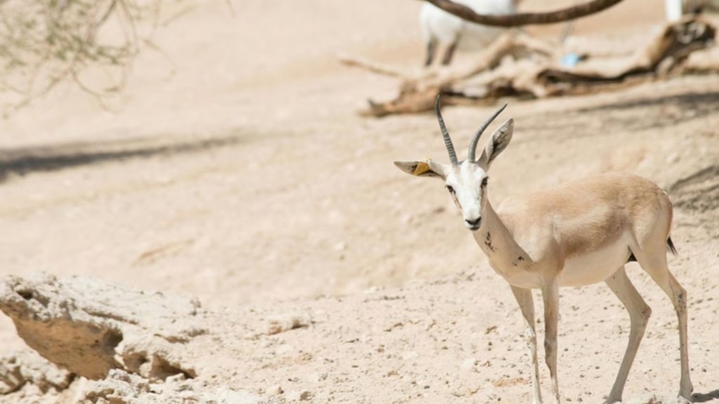 Sand Gazelles