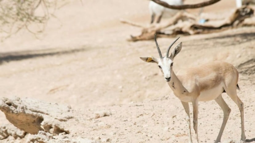 Sand Gazelles