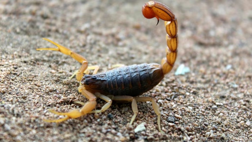 Scorpions