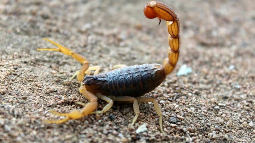 Scorpions