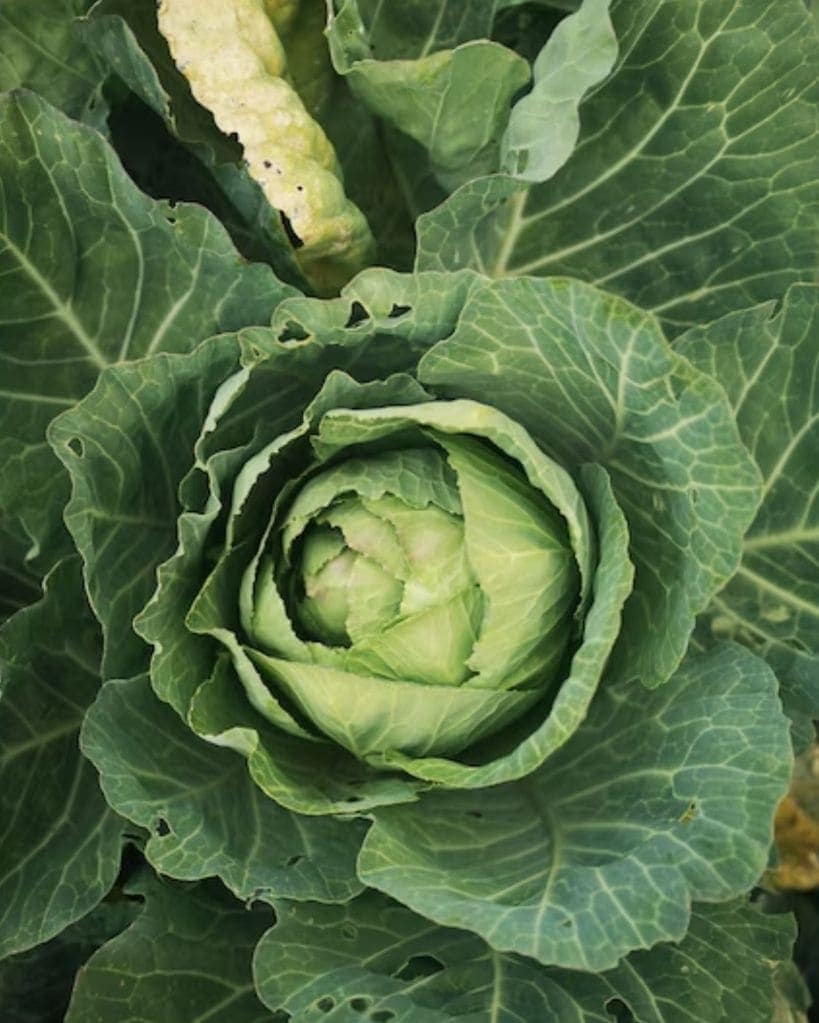 Vegetables to avoid during monsoon | cabbage |