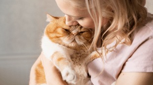 persian cat