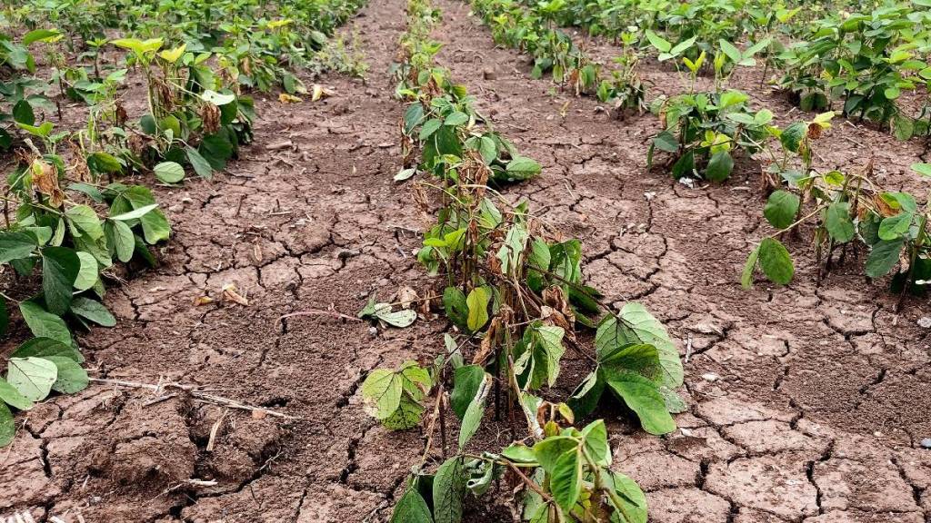 jalgaon district soybean crops farmers spraying herbicides