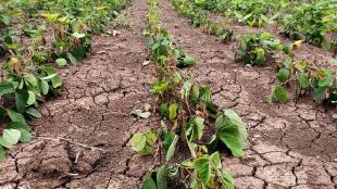 jalgaon district soybean crops farmers spraying herbicides