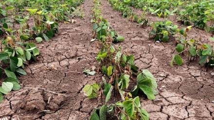 jalgaon district soybean crops farmers spraying herbicides