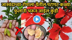 VIDEO: जास्वंदाला द्या असं खत की कळ्या-फुलांनी रोप भरून जाईल; लिंबाच्या सालीसोबत द्या ‘ही’ गोष्ट, पैसे वाचवणारा जुगाड